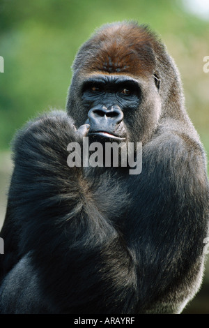 Gorilla Foto Stock