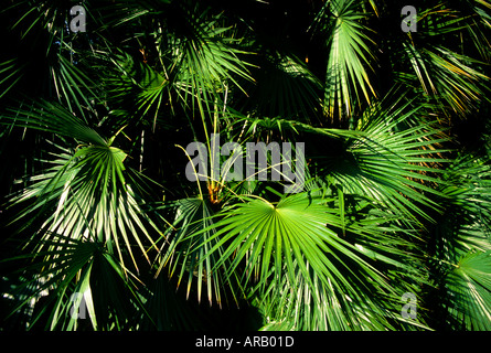 Palm Tree foglie Foto Stock