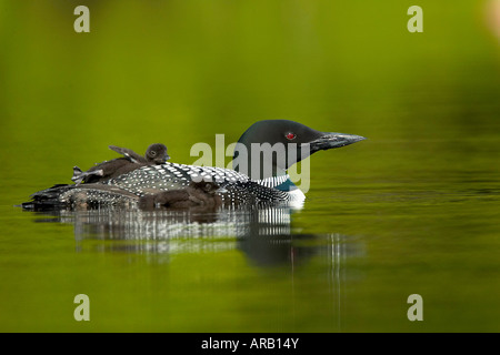 Loon comune con due pulcini Foto Stock