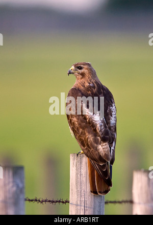 Hawk seduto sulla recinzione Foto Stock