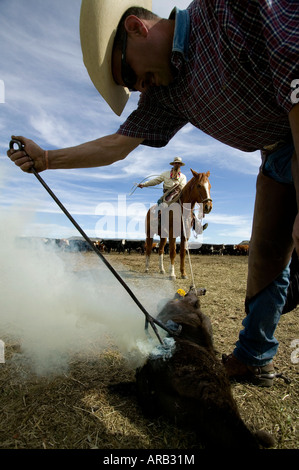 Signor Cowboy marca bovini sul Hanley Ranch nel cuore del paese di ioni Jordan Valley Oregon Foto Stock