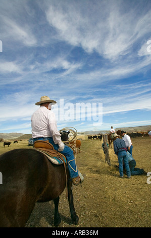 Signor Cowboy marca bovini sul Hanley Ranch nel cuore del paese di ioni Jordan Valley Oregon Foto Stock