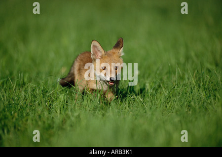 Cucciolo di volpe rossa Foto Stock