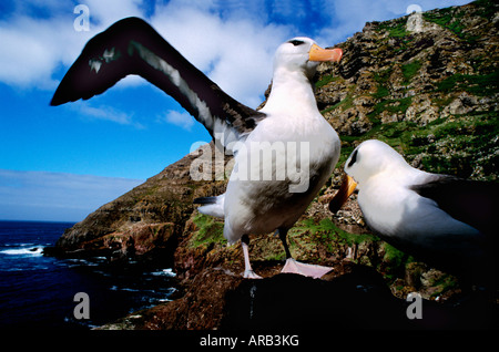 Albatros un sourcils noir nero Mollymauk Browed Albatross Diomedea melanophris Albatros un sourcils noirs Albatross albatri un Foto Stock