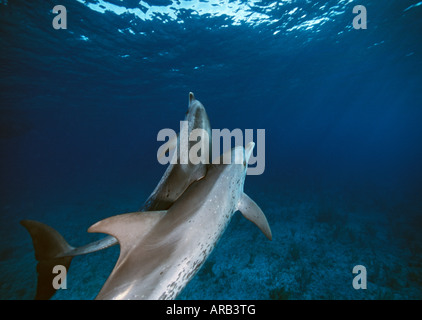 Wild delfini maculati in tardo pomeriggio su Bahamas Banca Isole Bahamas Foto Stock