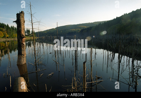 La temperata foresta allagata dal fiume Cuejdel dalla diga naturale diventare Cuejdel Lago, Romania, Europa UE UE Foto Stock