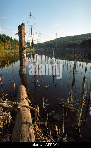 La temperata foresta allagata dal fiume Cuejdel dalla diga naturale diventare Cuejdel Lago, Romania, Europa UE UE Foto Stock