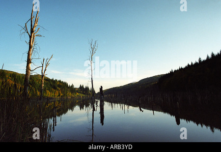 La temperata foresta allagata dal fiume Cuejdel dalla diga naturale diventare Cuejdel Lago, Romania, Europa UE UE Foto Stock