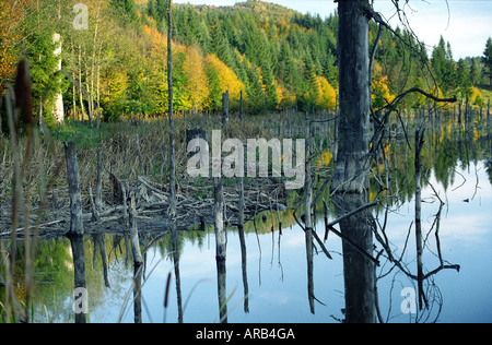 La temperata foresta allagata dal fiume Cuejdel dalla diga naturale diventare Cuejdel Lago, Romania, Europa UE UE Foto Stock