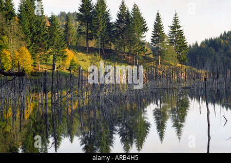 La temperata foresta allagata dal fiume Cuejdel dalla diga naturale diventare Cuejdel Lago, Romania, Europa UE UE Foto Stock