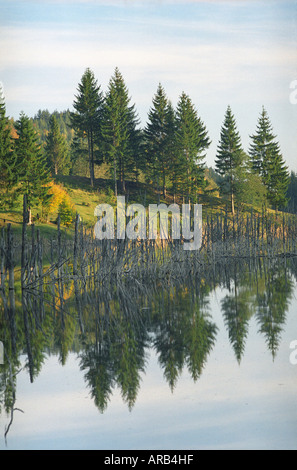 La temperata foresta allagata dal fiume Cuejdel dalla diga naturale diventare Cuejdel Lago, Romania, Europa UE UE Foto Stock