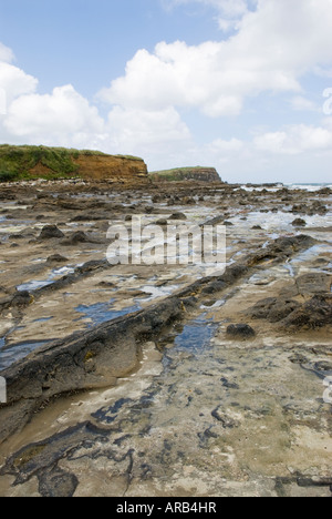 Antica foresta pietrificata a Curio Bay, il Catlins, Nuova Zelanda Foto Stock