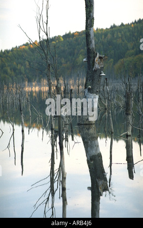 La temperata foresta allagata dal fiume Cuejdel dalla diga naturale diventare Cuejdel Lago, Romania, Europa UE UE Foto Stock