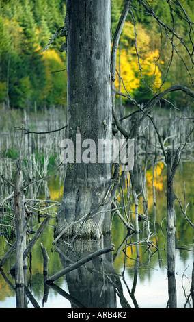 La temperata foresta allagata dal fiume Cuejdel dalla diga naturale diventare Cuejdel Lago, Romania, Europa UE UE Foto Stock