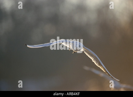 A testa nera gabbiano in volo Foto Stock