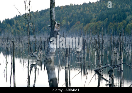 La temperata foresta allagata dal fiume Cuejdel dalla diga naturale diventare Cuejdel Lago, Romania, Europa UE UE Foto Stock