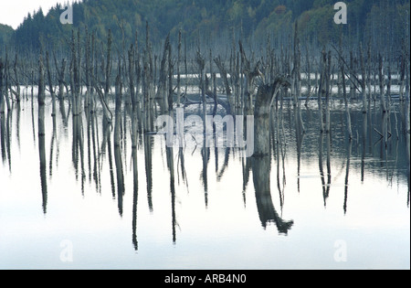 La temperata foresta allagata dal fiume Cuejdel dalla diga naturale diventare Cuejdel Lago, Romania, Europa UE UE Foto Stock