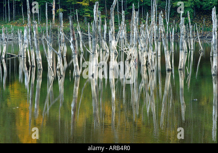 La temperata foresta allagata dal fiume Cuejdel dalla diga naturale diventare Cuejdel Lago, Romania, Europa UE UE Foto Stock