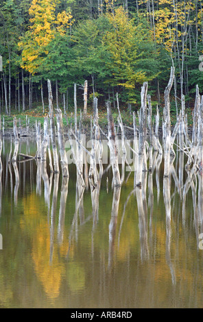 La temperata foresta allagata dal fiume Cuejdel dalla diga naturale diventare Cuejdel Lago, Romania, Europa UE UE Foto Stock