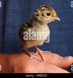 In primo piano della persona che tiene il fagiano pulcino Foto Stock