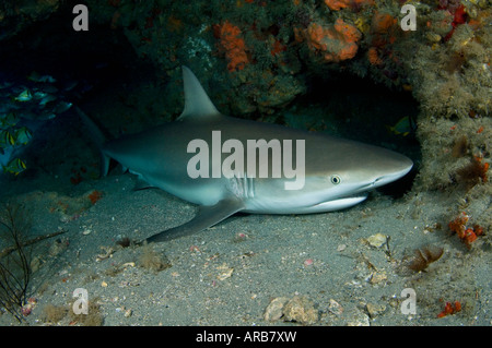 Caribbean Reef Shark Carcharhinus perezi dormire in una grotta sottomarina in Giove FL Foto Stock