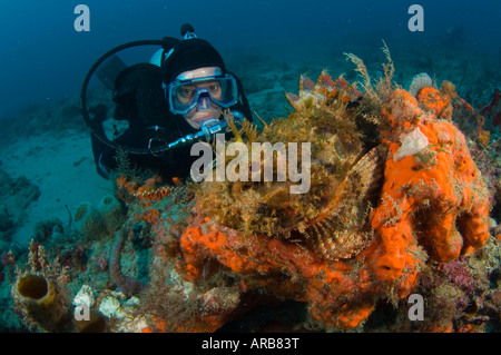 Subacqueo e macchiato Scorfani Scorpaena plumieri in Juno Beach FL Foto Stock