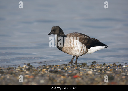 Brent o brant goose Branta bernicla hrota panciuto luce New York STATI UNITI D'AMERICA Foto Stock