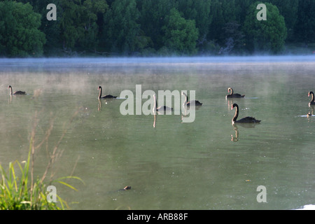 Gruppo di cigni neri cygnus atratus all'inizio di mattina nebbia sul lago Tutira in Nuova Zelanda Foto Stock