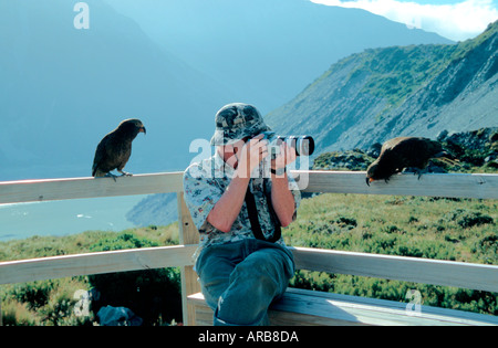 Curiosi uccelli Kea guardando la telecamera Mt Cook Parco Nazionale dell'Isola del Sud della Nuova Zelanda Foto Stock