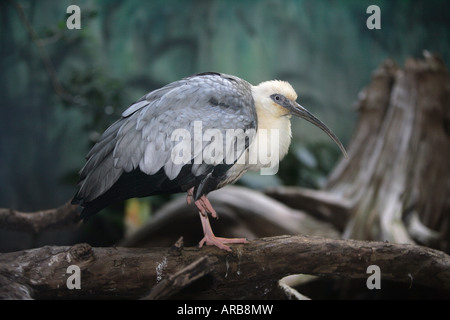 Colli Buff ibis Theristicus caudatus Foto Stock