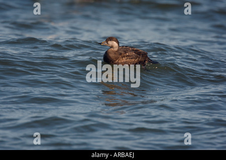 Orchetto comune Melanitta nigra femmina New Jersey USA inverno Foto Stock