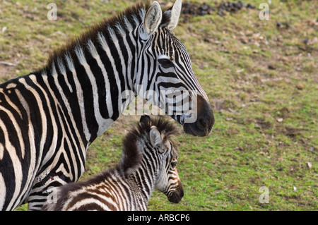 Zebre, Western Plains Zoo, Dubbo, Nuovo Galles del Sud, Australia Foto Stock