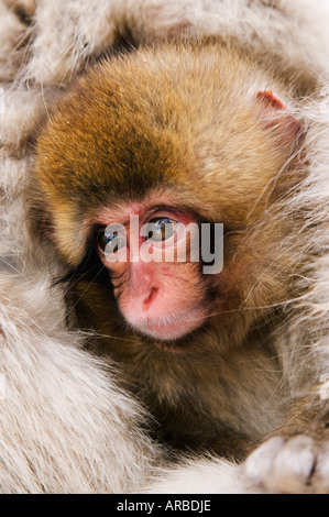 Ritratto di Baby Macaque giapponese Foto Stock