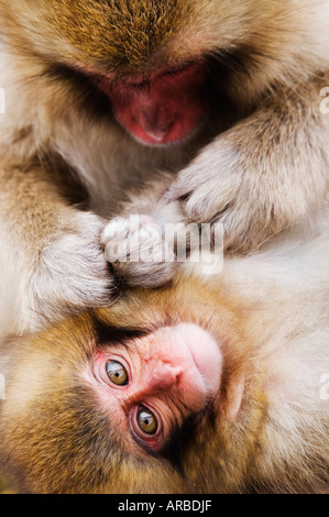 Madre Macaque giapponese toelettatura Baby Foto Stock