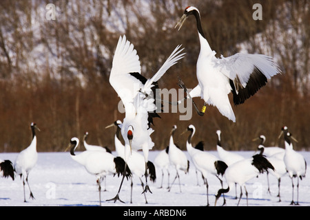 Rosso-gru coronata Visualizzazione, Hokkaido, Giappone Foto Stock