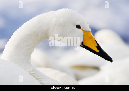 Ritratto di Whooper Swan Foto Stock