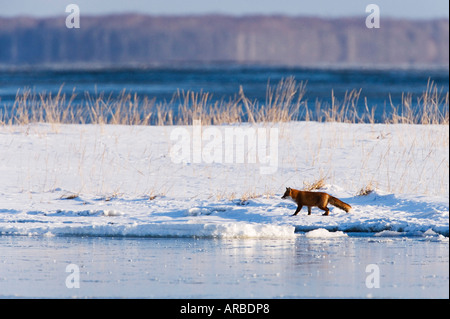 Red Fox passeggiate sulla neve, la penisola di Shiretoko, Hokkaido, Giappone Foto Stock