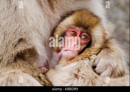 Macaque giapponese lattante Foto Stock