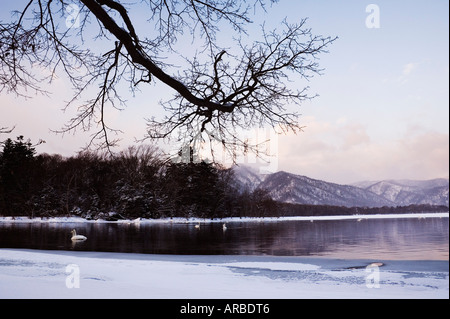 Whooper cigni sul Lago di Kussharo, Hokkaido, Giappone Foto Stock