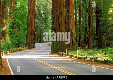 Autostrada 101 avvolgimento attraverso la Foresta di Redwood in California del Nord Foto Stock