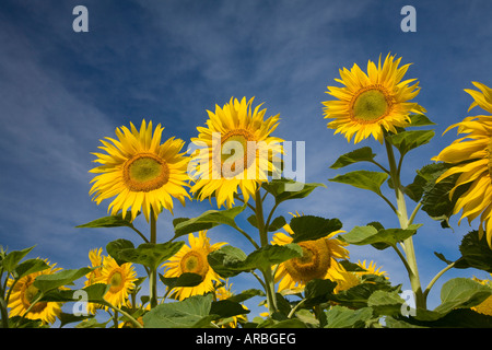 Girasoli incontaminate saluto il sole del mattino, Oamaru, Nuova Zelanda Foto Stock