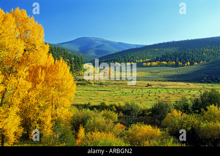 Aspen alberi e terreni agricoli vicino a Buena Vista, Colorado Foto Stock
