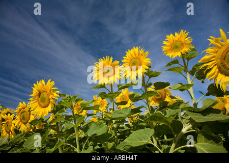 Girasoli incontaminate saluto il sole del mattino, Oamaru, Nuova Zelanda Foto Stock