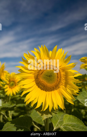 Girasoli incontaminate saluto il sole del mattino, Oamaru, Nuova Zelanda Foto Stock