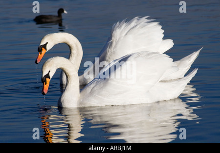 Due cigni (Cygnus olor) nuoto insieme con la folaga (fulica atra) in background Foto Stock