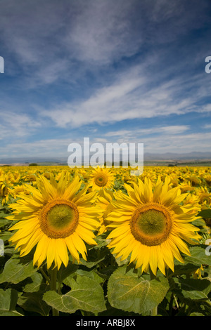 Girasoli incontaminate saluto il sole del mattino, Oamaru, Nuova Zelanda Foto Stock