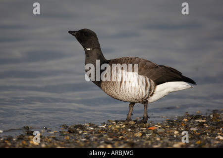 Brent o brant goose Branta bernicla hrota panciuto luce New York STATI UNITI D'AMERICA Foto Stock