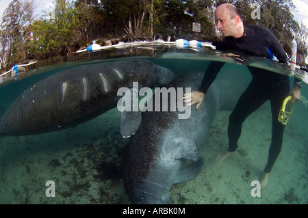 Florida Manatee Trichechus manatus latirostris ferito da elica per imbarcazioni in Crystal River FL Foto Stock