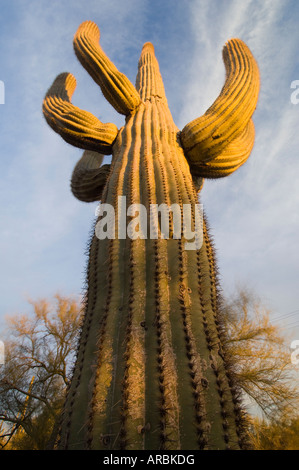 Suggestiva vista dal basso di una struttura ad albero del Saguaro (Carnegia Gigantea) al tramonto, Parco nazionale del Saguaro, Tucson, Arizona, Stati Uniti d'America Foto Stock