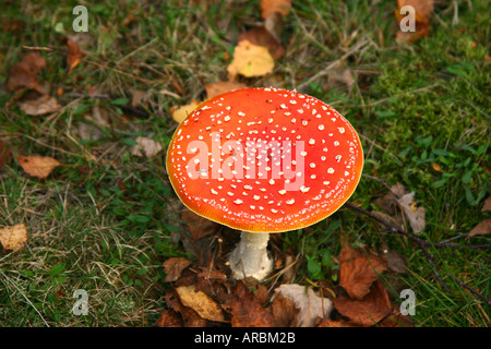 Fly Agaric fungo in erba bagnata. Amanita muscaria. Foto Stock